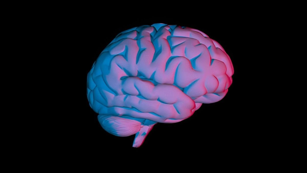 Brain's Memory Formation