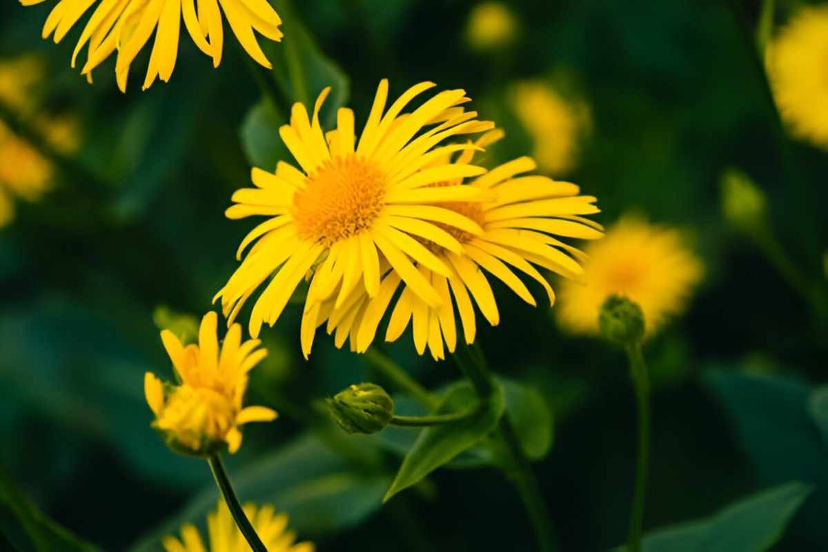 Arnica