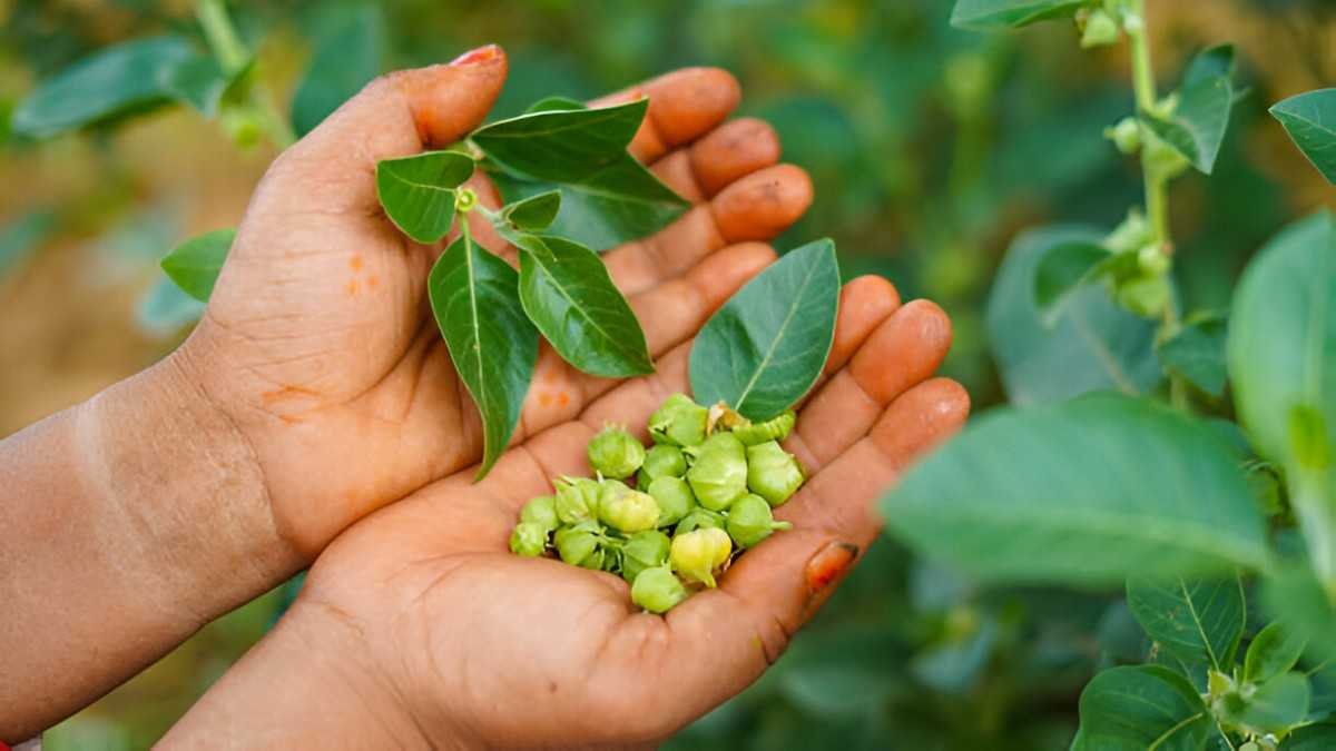 Ashwagandha for Men