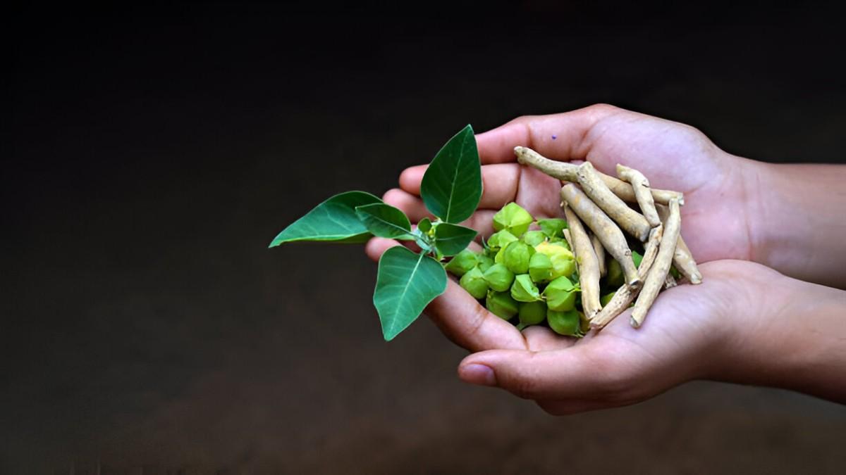 Ashwagandha