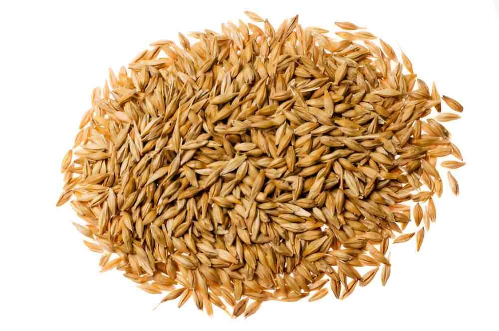 Barley