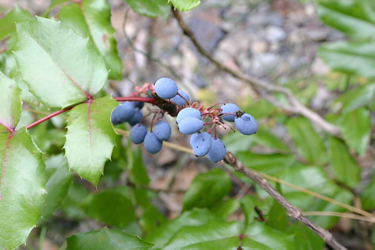 Berberine