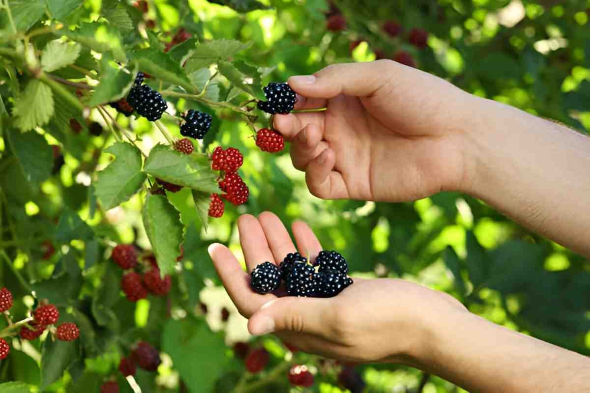 Blackberries