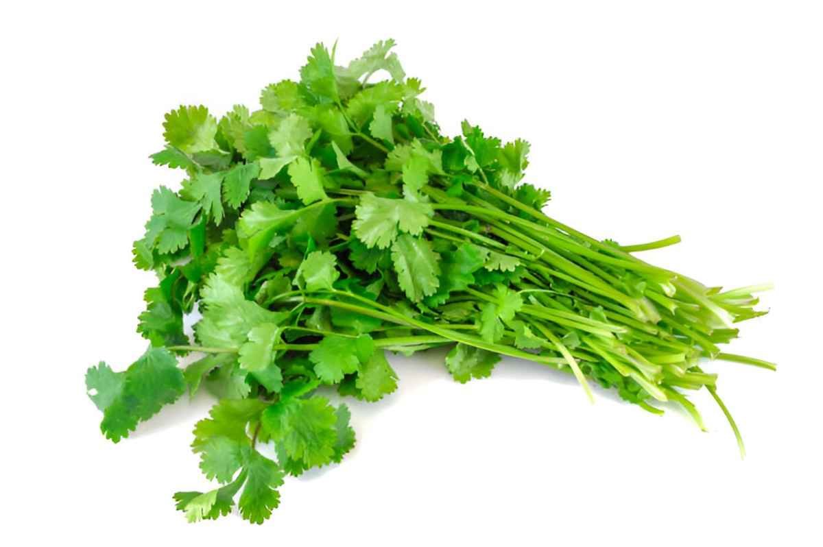 Cilantro