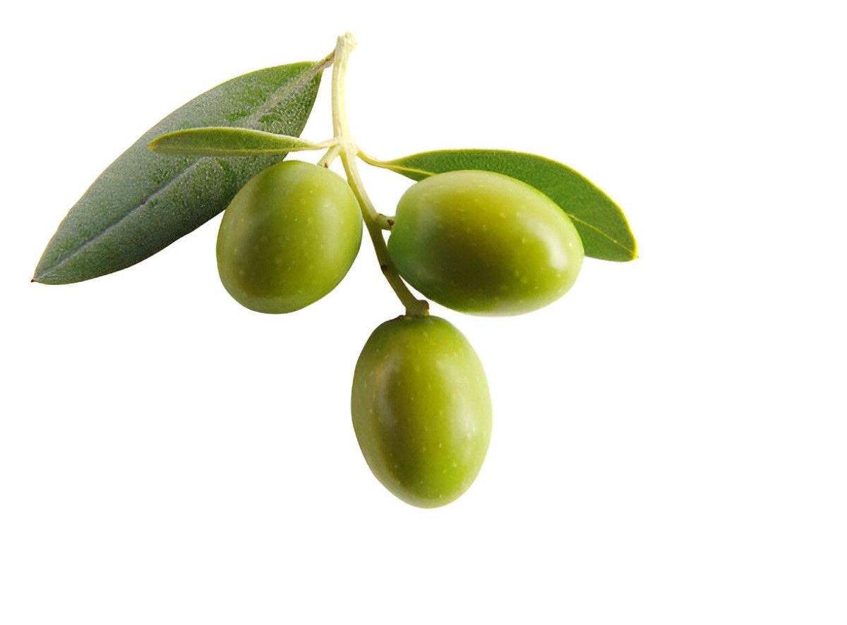 Exploring the Health Benefits of Olives