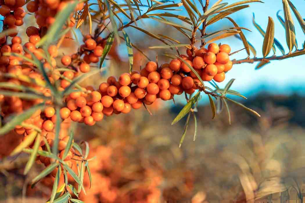 Exploring the Health Benefits of Sea Buckthorn