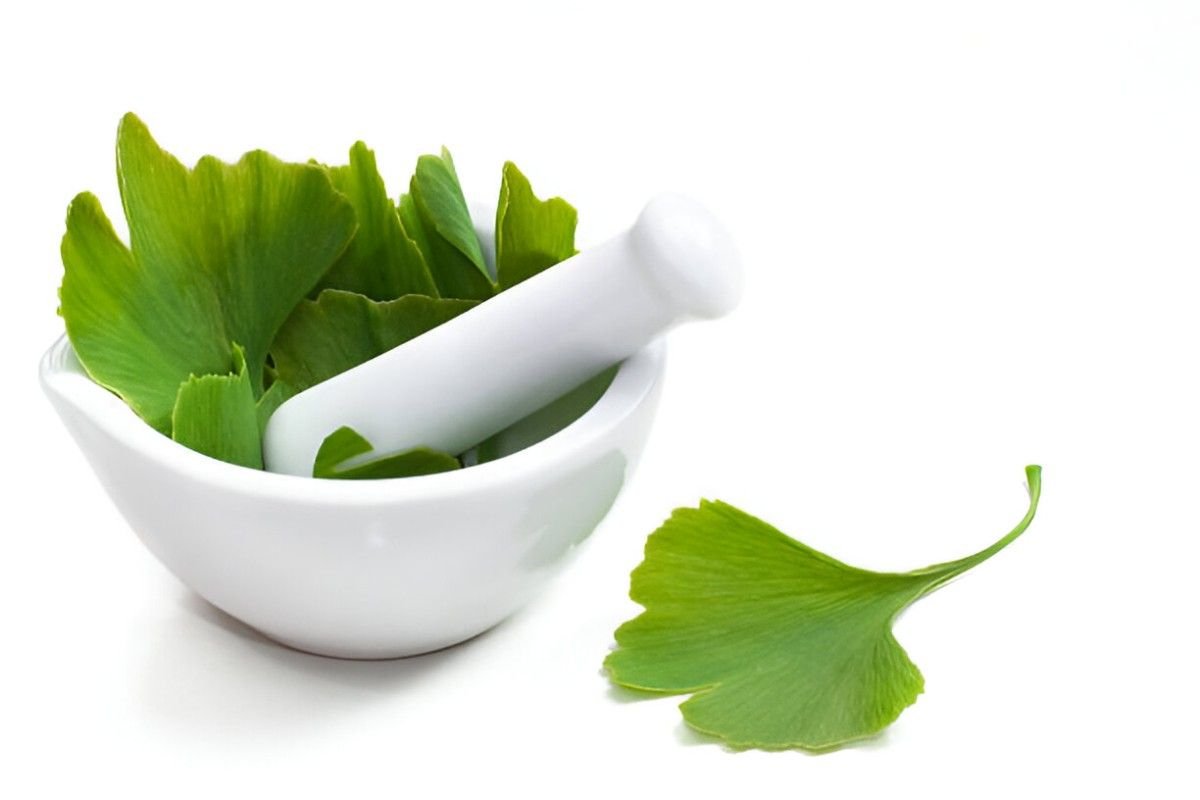 Ginkgo Biloba