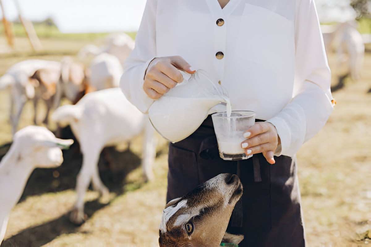 Goat Milk