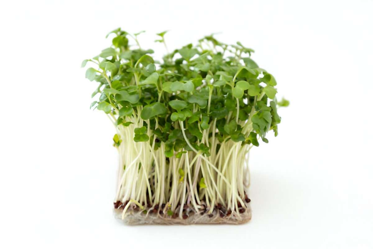 Harnessing the Nutritional Power of Broccoli Sprouts A Healthful Superfood