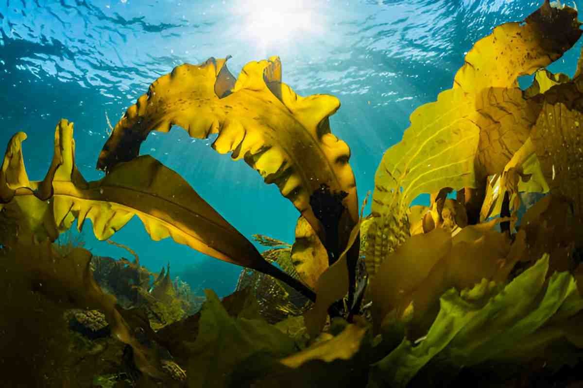 Harnessing the Power of Kelp A Sea Vegetable for Optimal Health