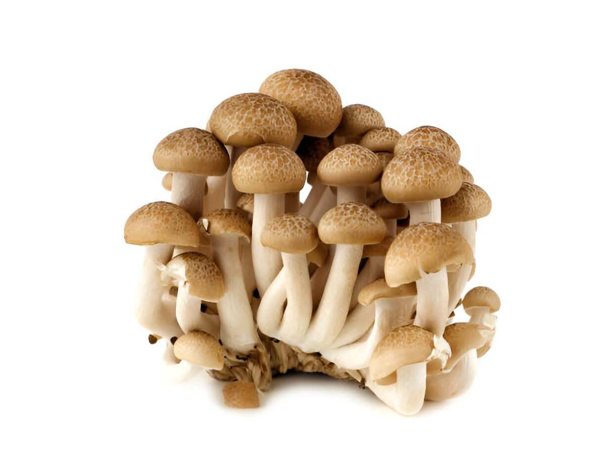 Health Benefits of Mushrooms
