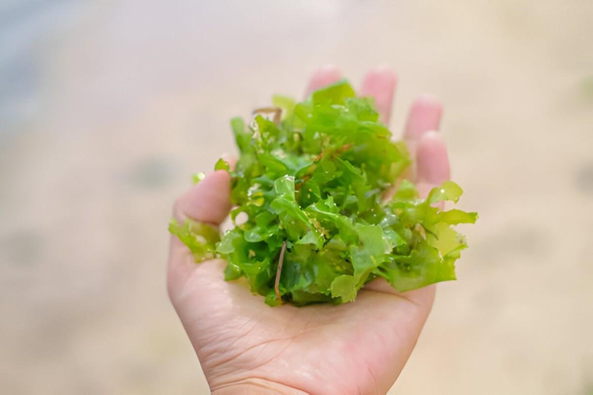 Health Benefits of Sea Moss for Men