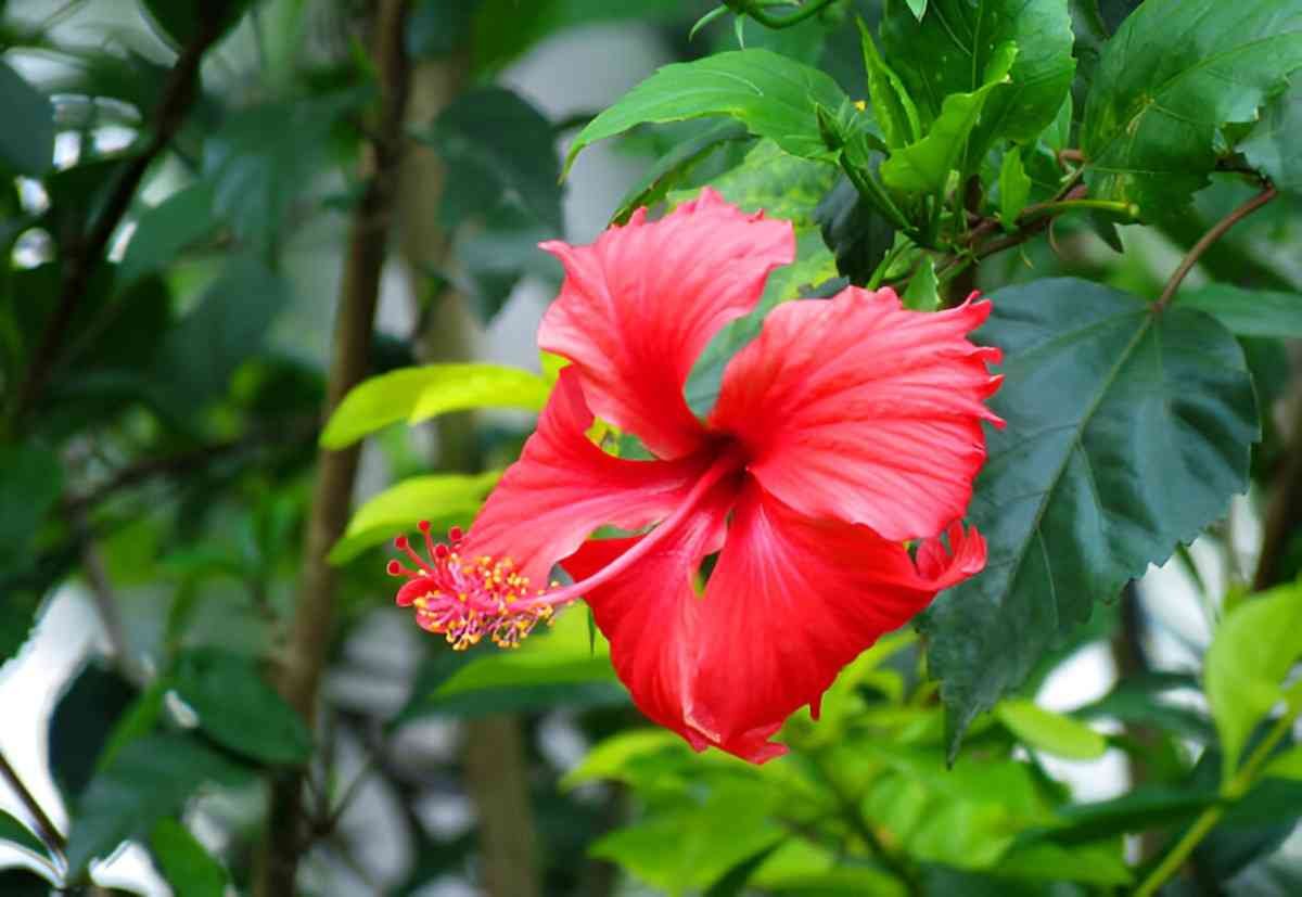 Hibiscus