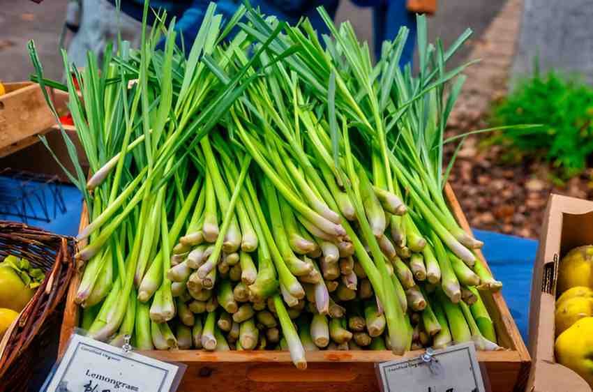 Lemongrass