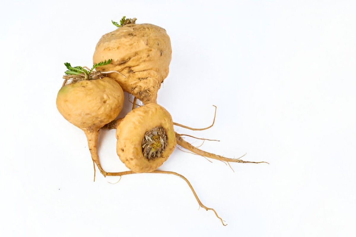 Maca Root