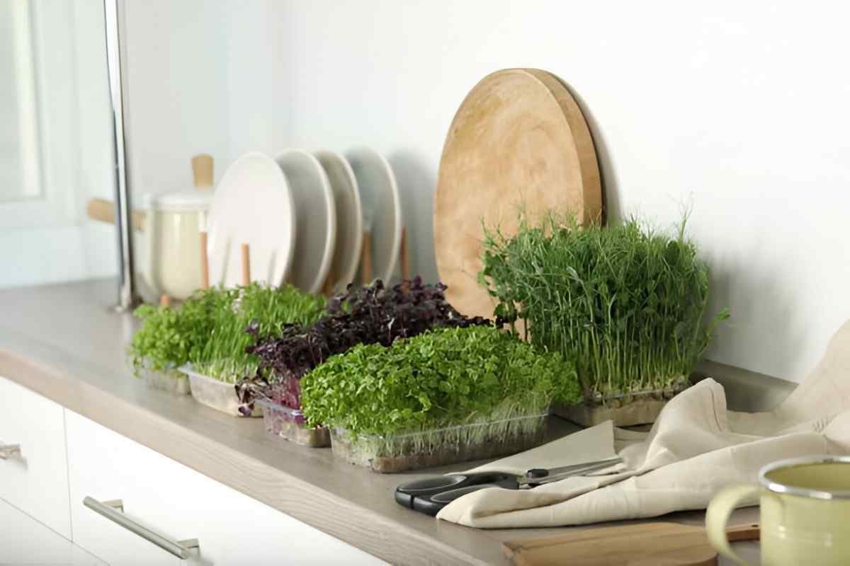 Microgreens