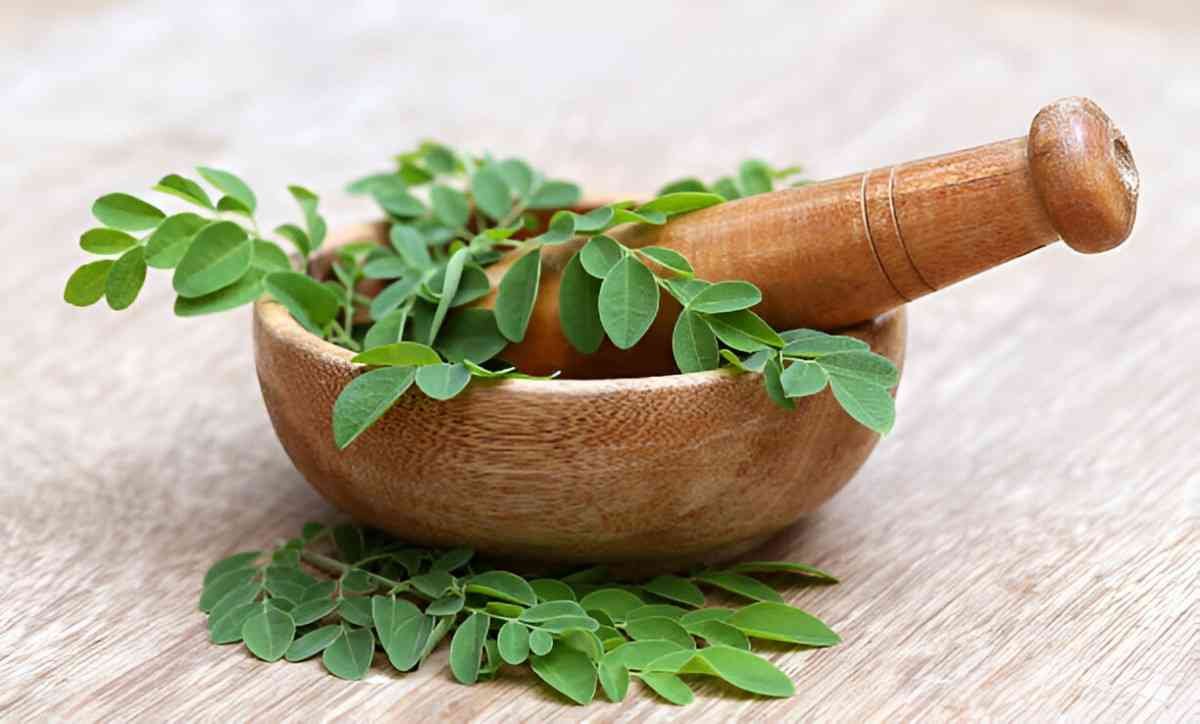 Moringa Leaves