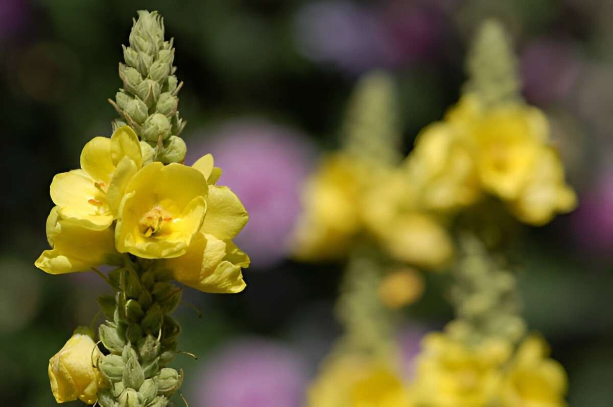 Mullein