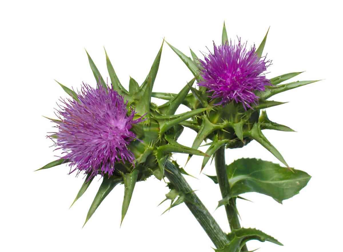 Navigating the Side Effects of Milk Thistle Understanding the Risks and Benefits