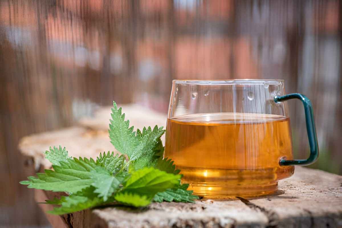 Nettle Tea
