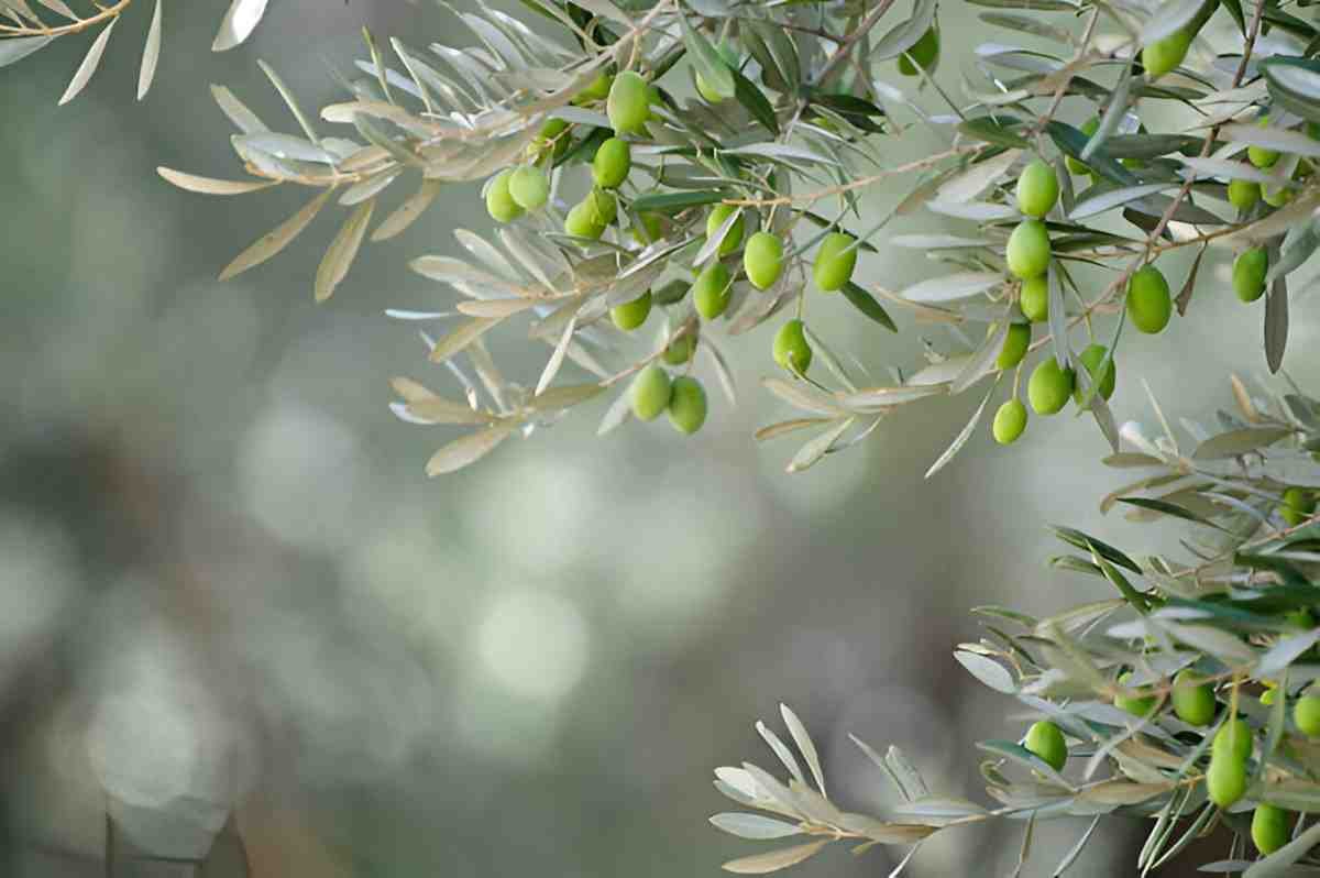 Olive Leaf