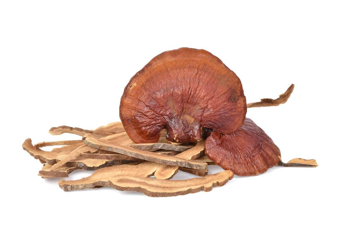 Reishi Mushroom