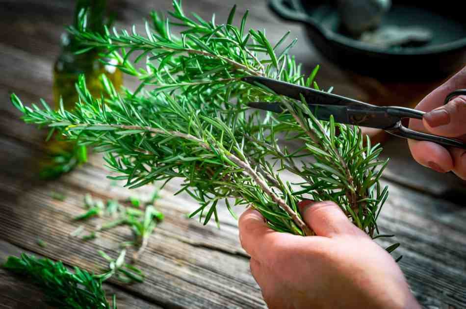 Rosemary