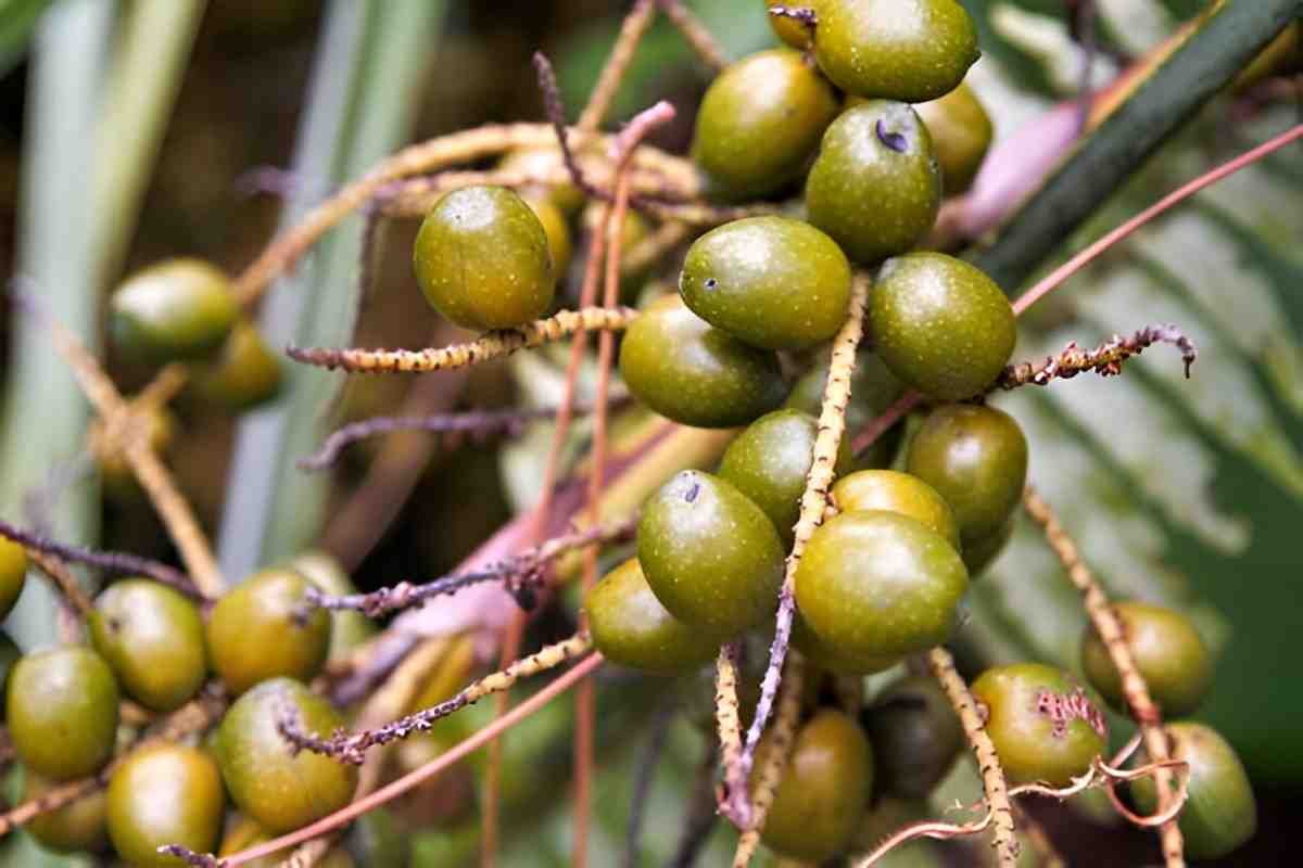 Saw Palmetto