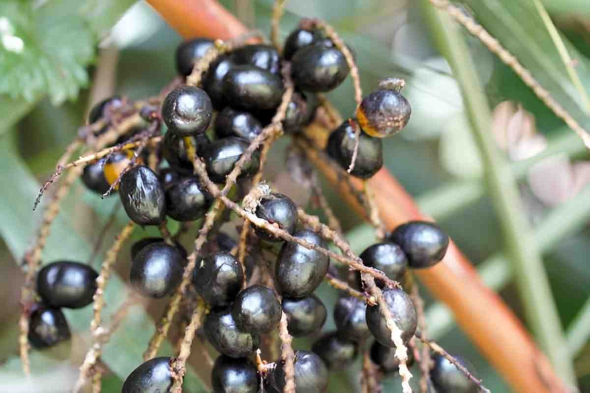 Saw Palmetto