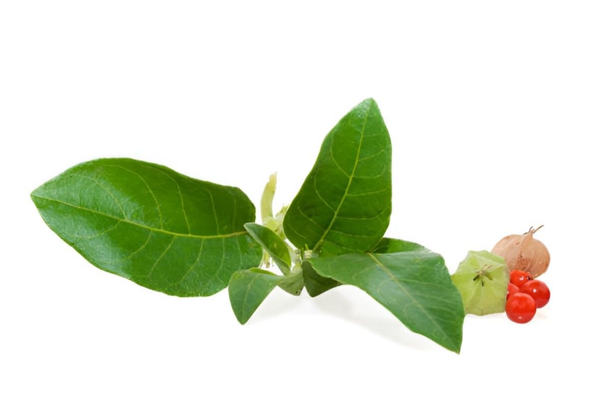 Side Effects of Ashwagandha