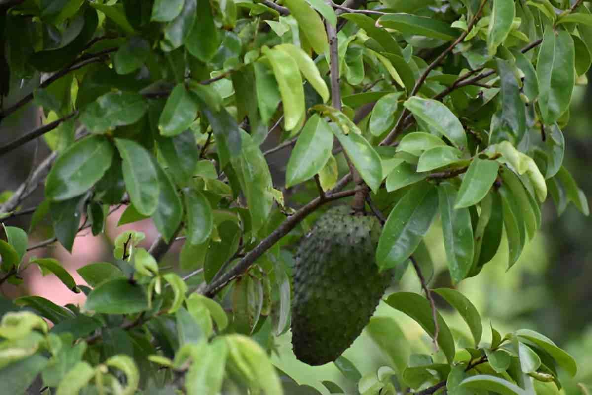 Soursop Leaves