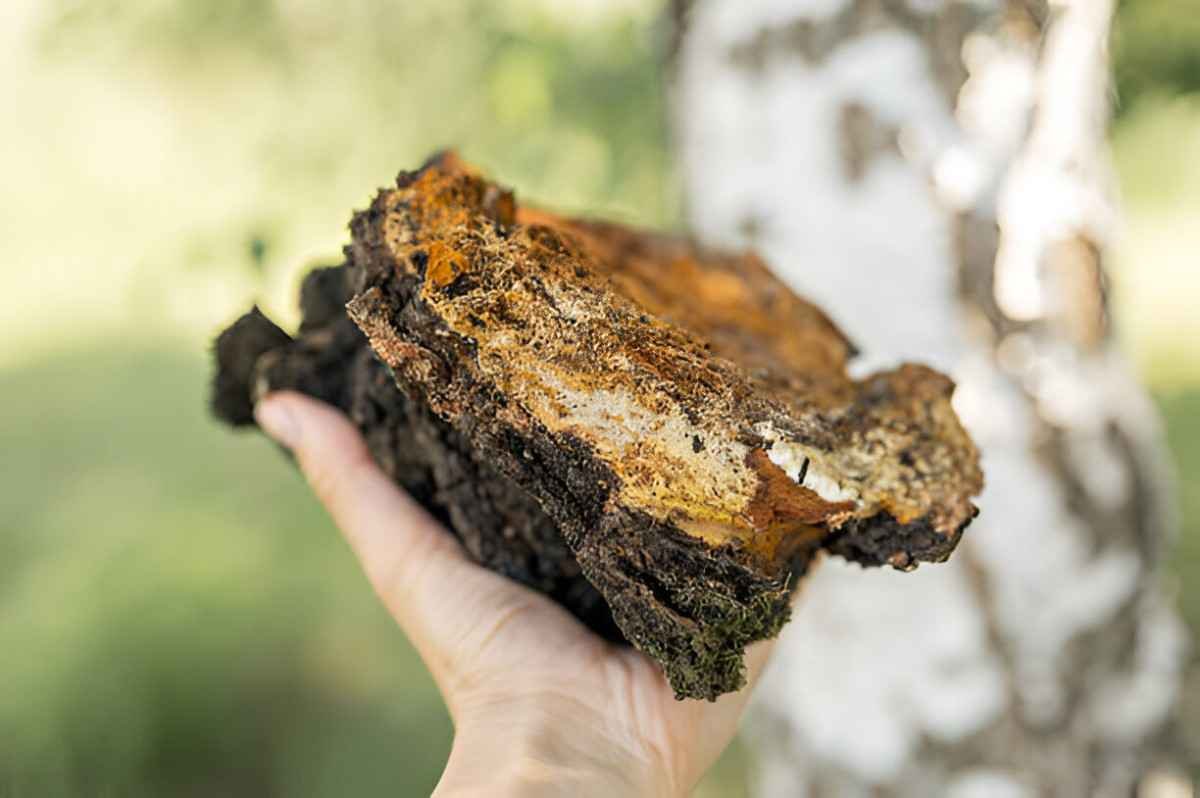The Health Benefits of Chaga Mushroom