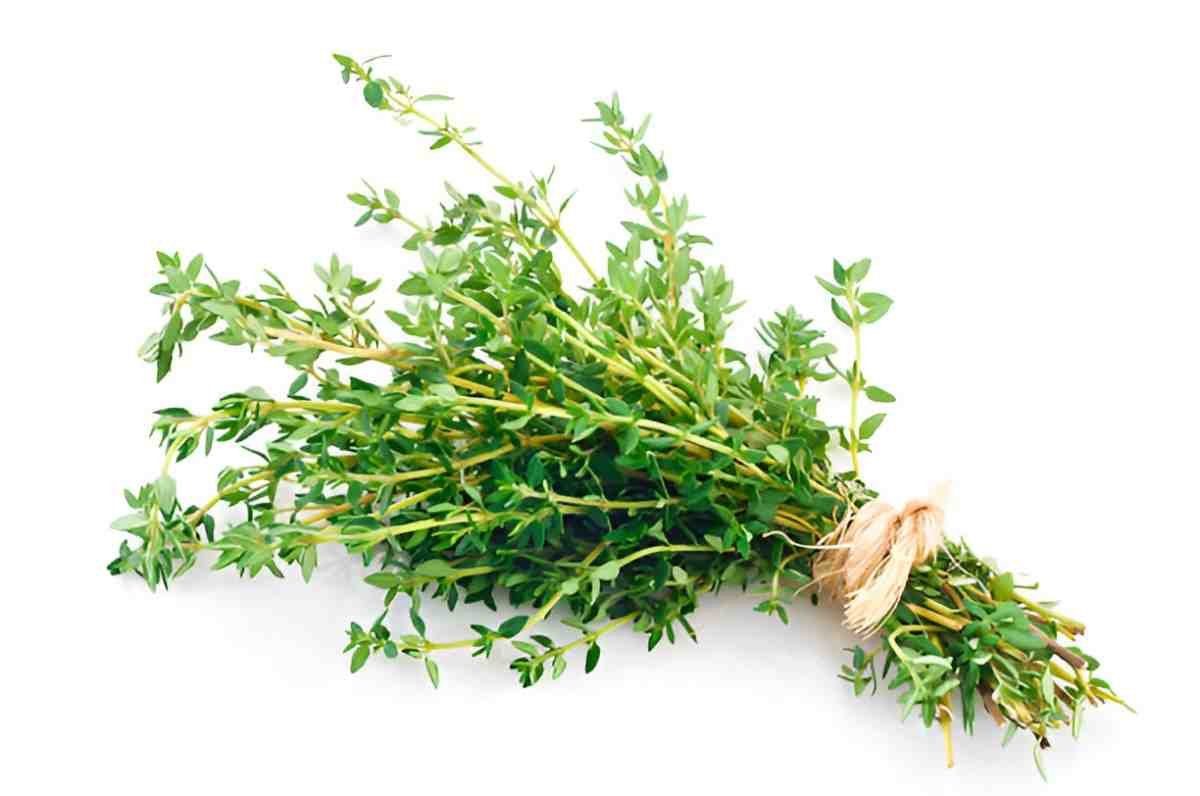 Thyme