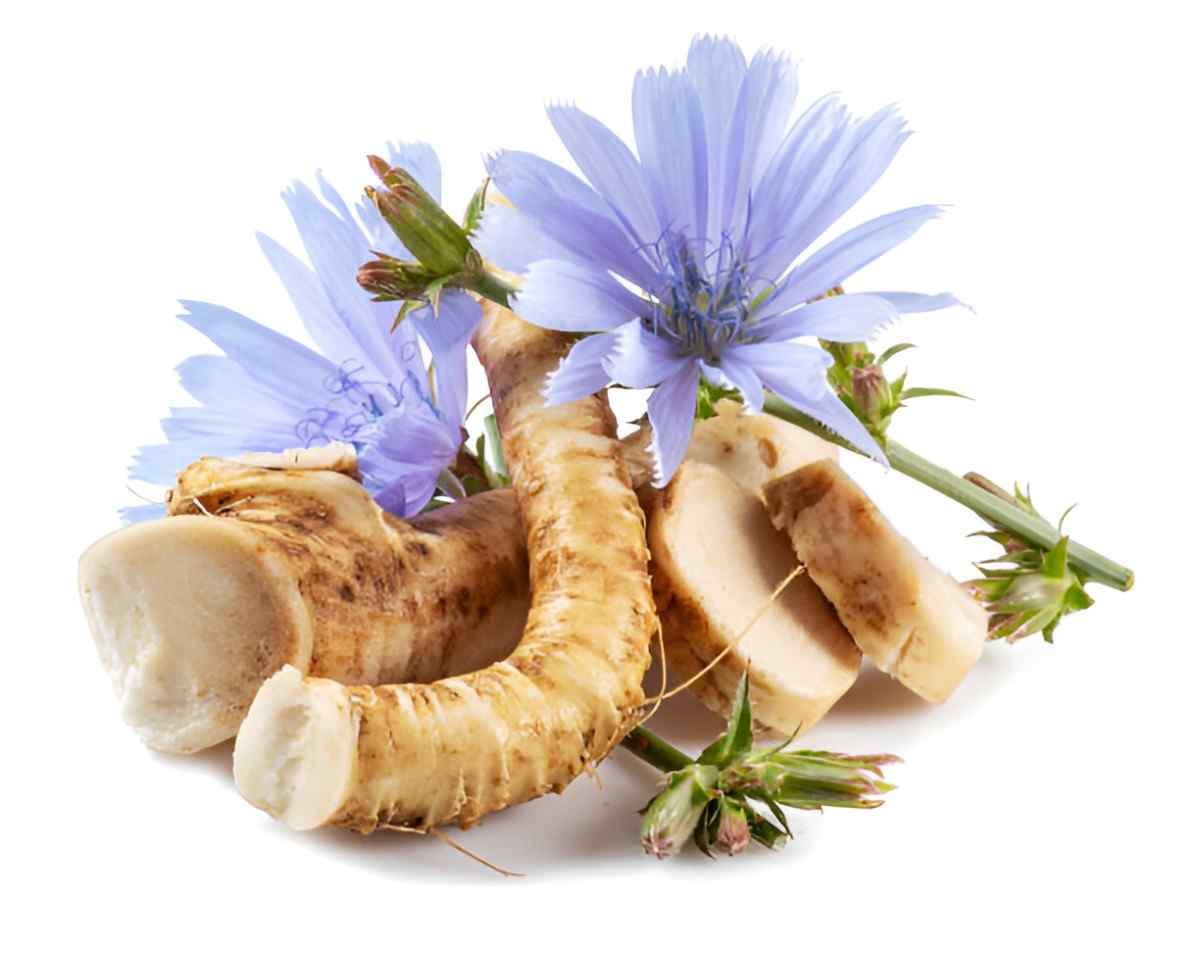 Unveiling the Health Benefits of Chicory Root A Nutritional Powerhouse
