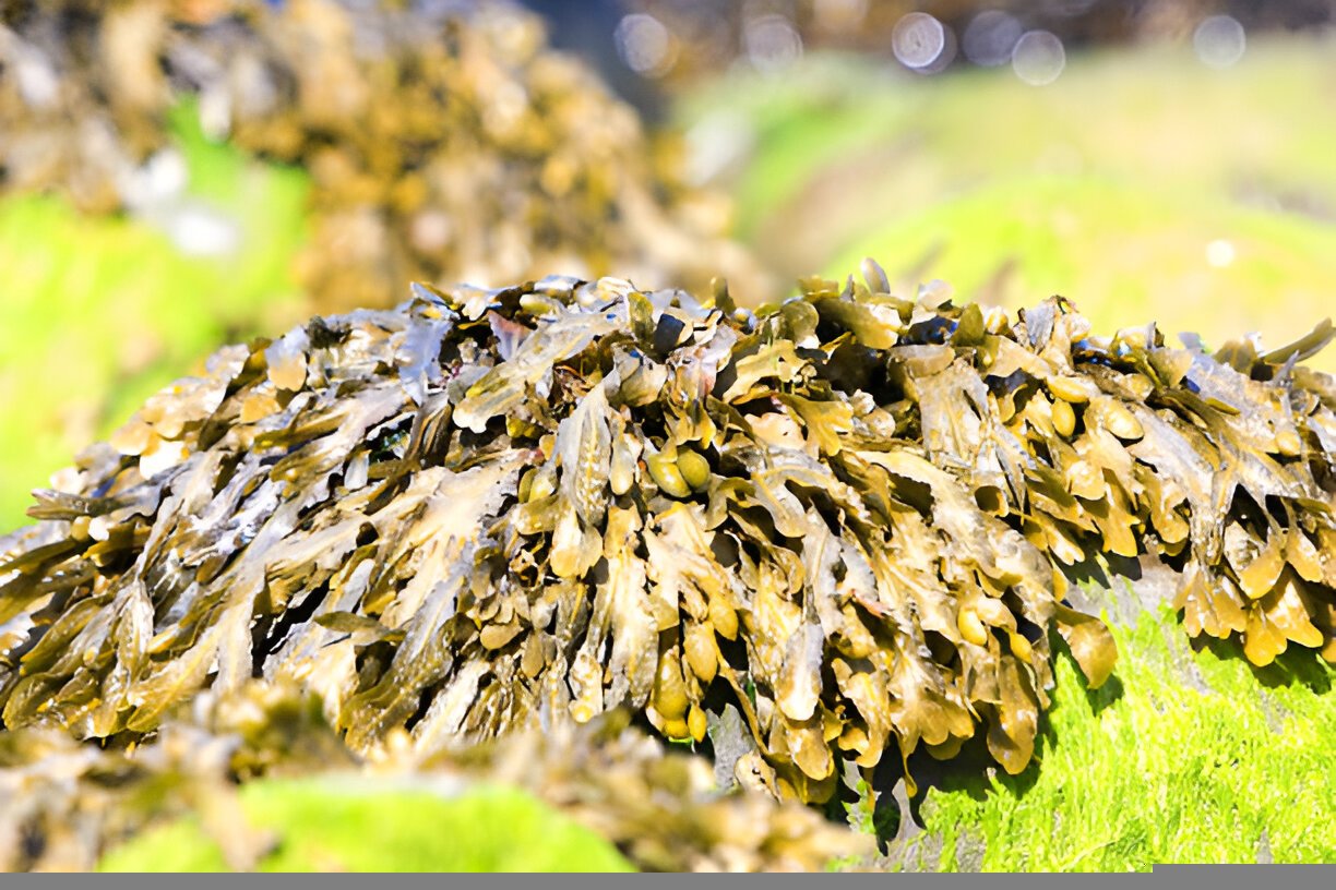 Unveiling the Health Benefits of Irish Sea Moss