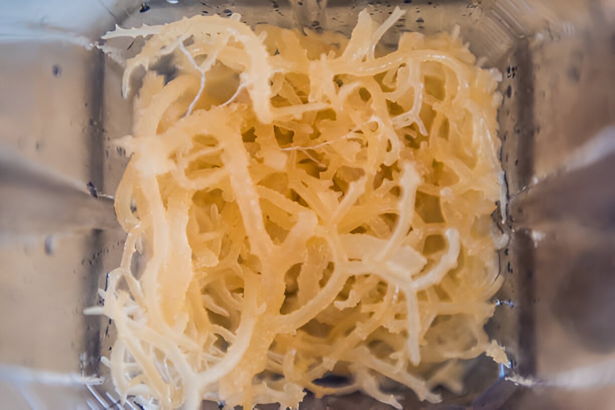 Unveiling the Health Benefits of Sea Moss for Women