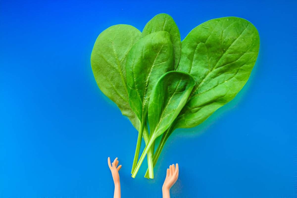 Unveiling the Health Benefits of Spinach