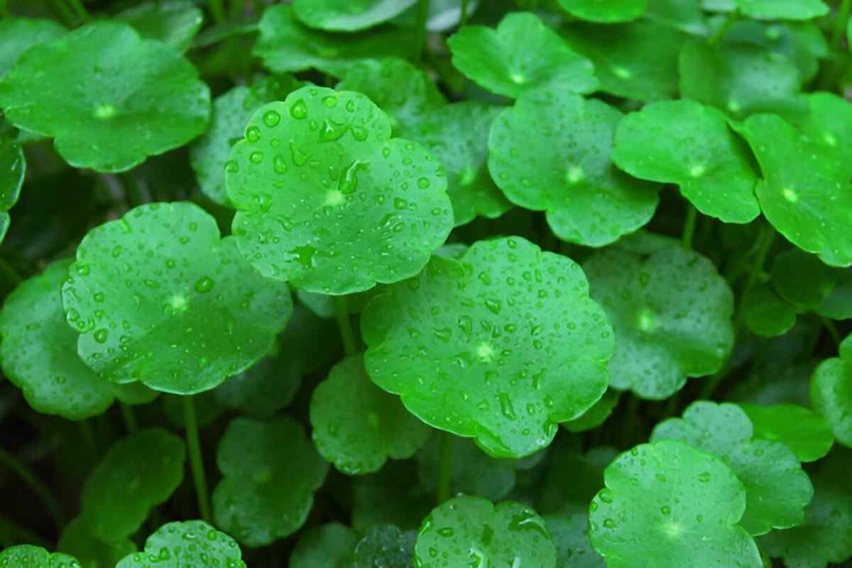 Bitter Leaf