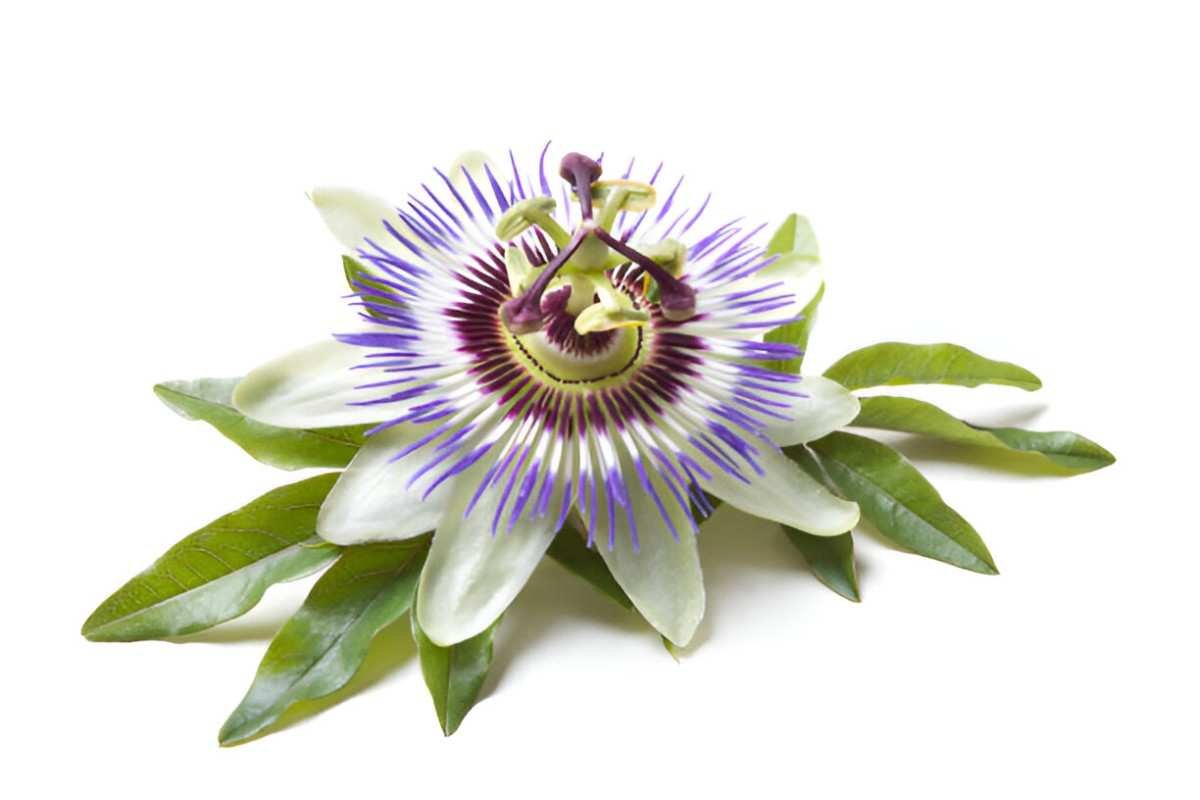 Exploring the Health Wonders of Passion Flower A Botanical Marvelf