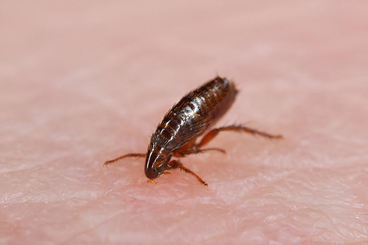 Fleas