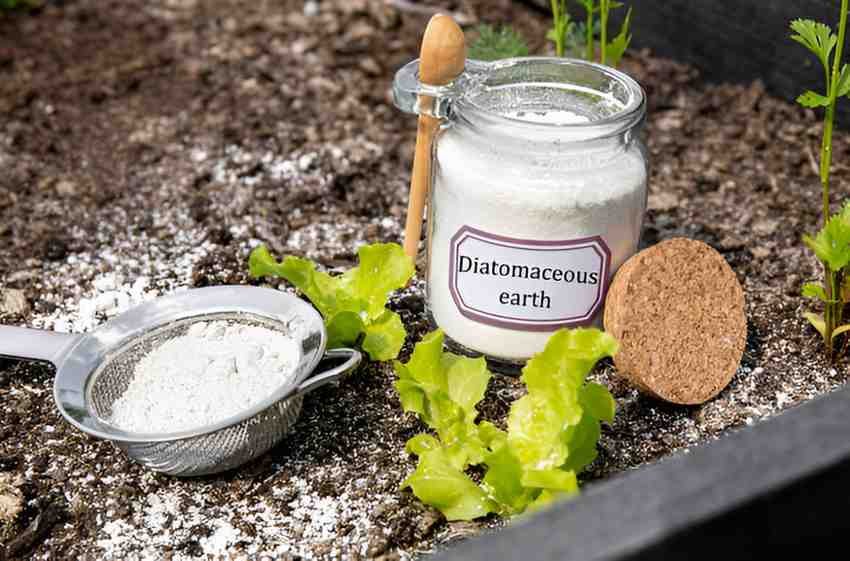 Harnessing the Natural Power of Diatomaceous Earth A Mineral-Rich Wonder for Health