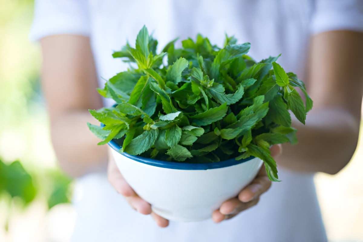 Mint Leaves