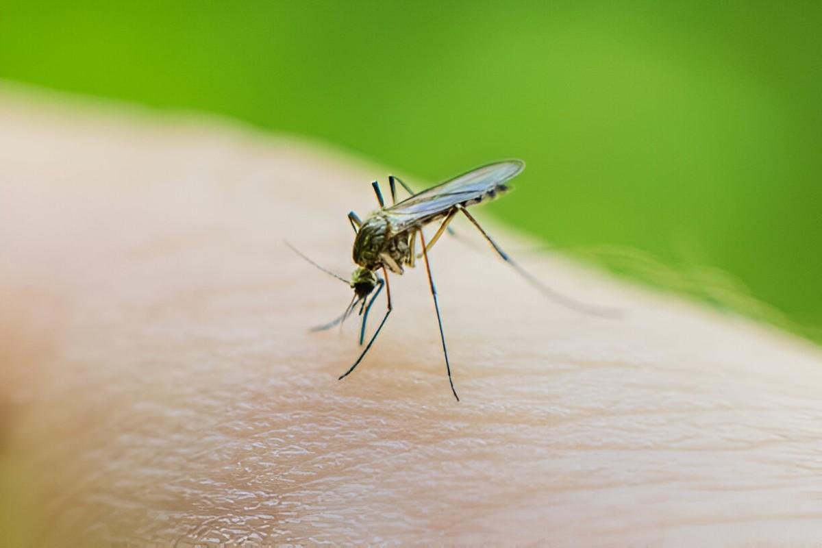 Mosquito Bites