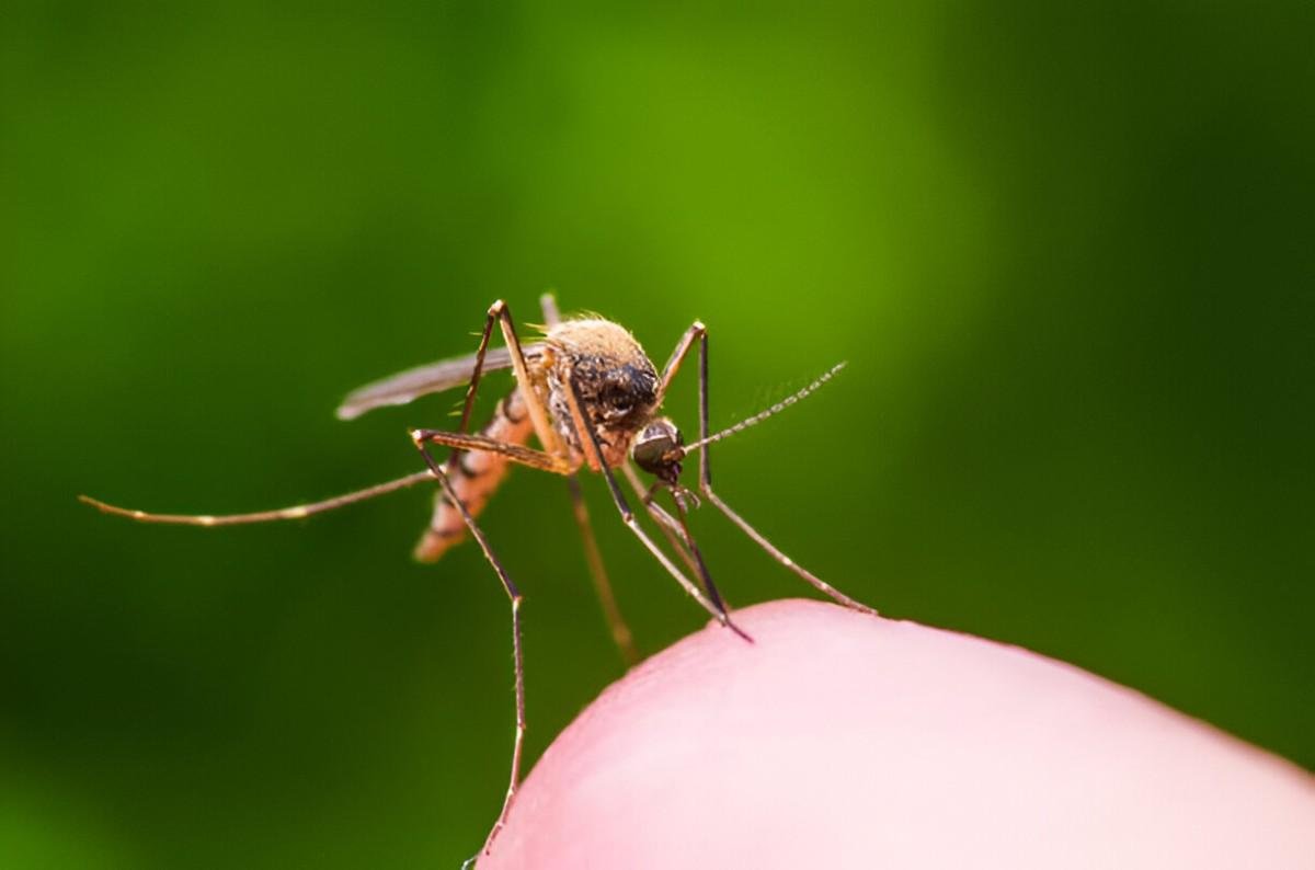 Mosquito Repellent
