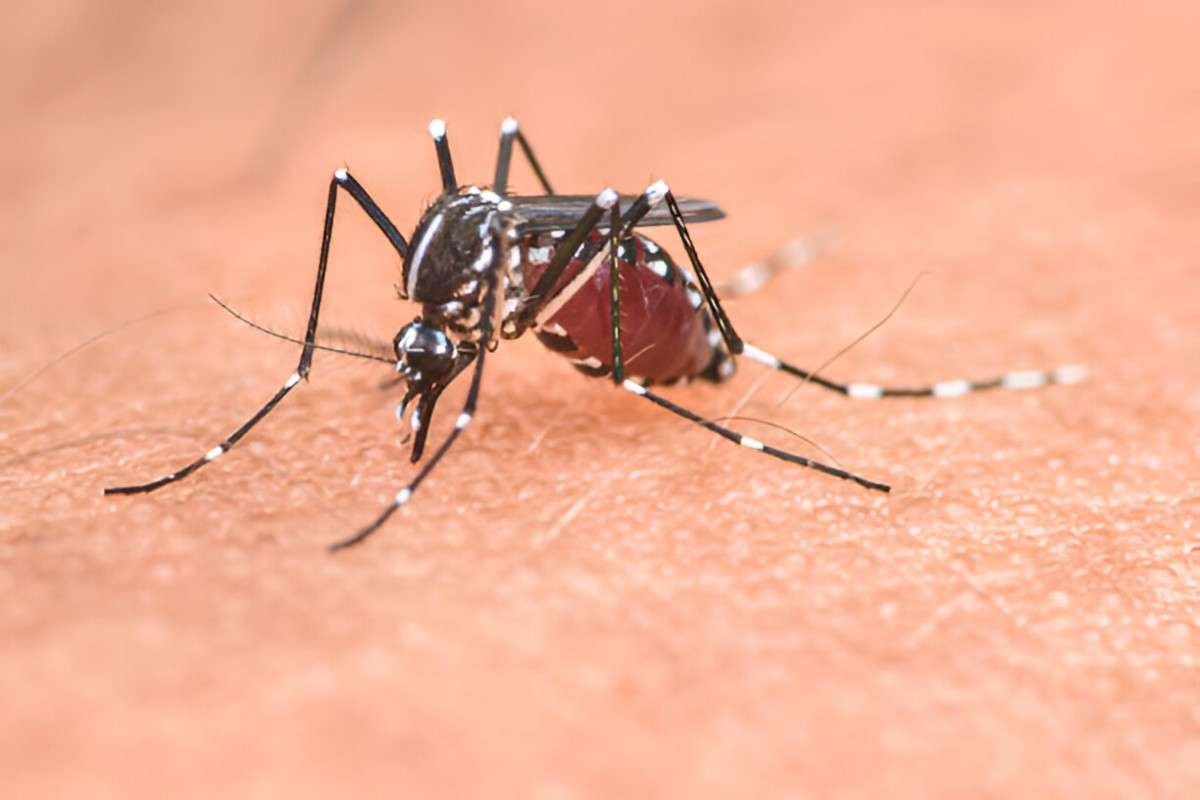 Mosquitoes