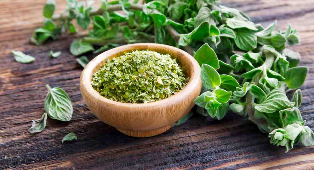 Oregano