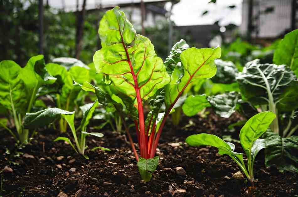 Rhubarb