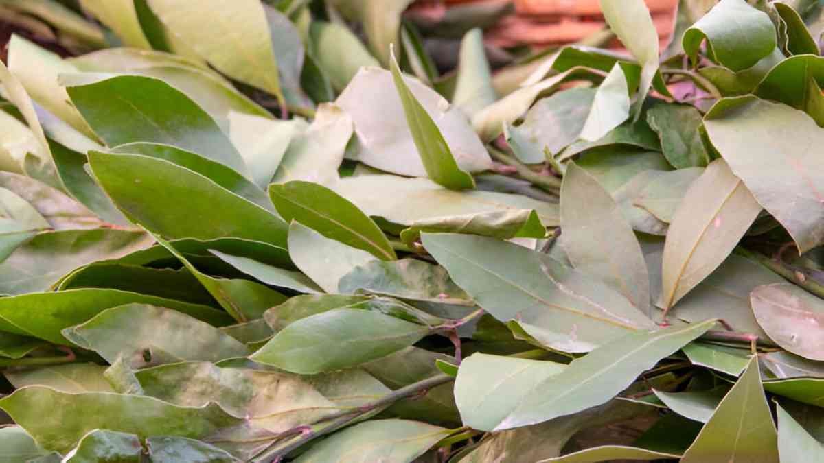The Health Benefits of Bay Leaves