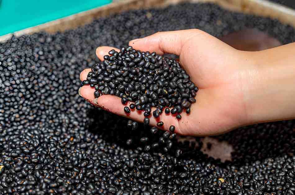 The Health Benefits of Black Beans