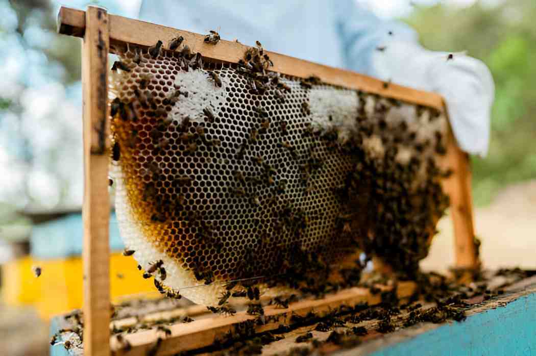 Unlocking the Natural Goodness of Local Honey A Sweet Source of Health Benefits